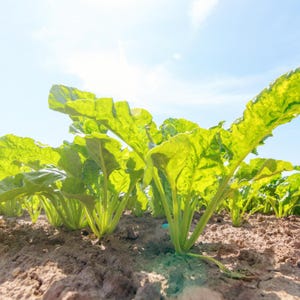 Sugar Beet Seeds – Heirloom Root Vegetable – Sweet and Nutritious – High Yield – Easy to Grow for Garden and Farm image 5