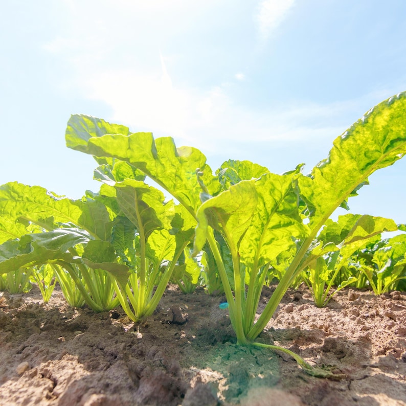 Sugar Beet Seeds – Heirloom Root Vegetable – Sweet and Nutritious – High Yield – Easy to Grow for Garden and Farm image 5