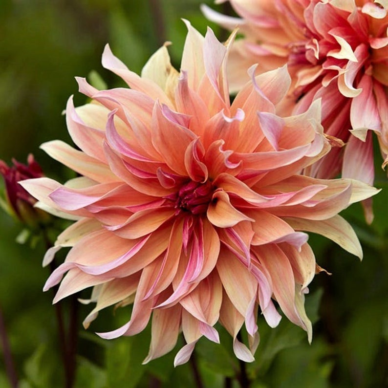 May include: A close-up of a pink and peach dahlia flower with delicate petals. The flower is in full bloom and has a vibrant, layered appearance.