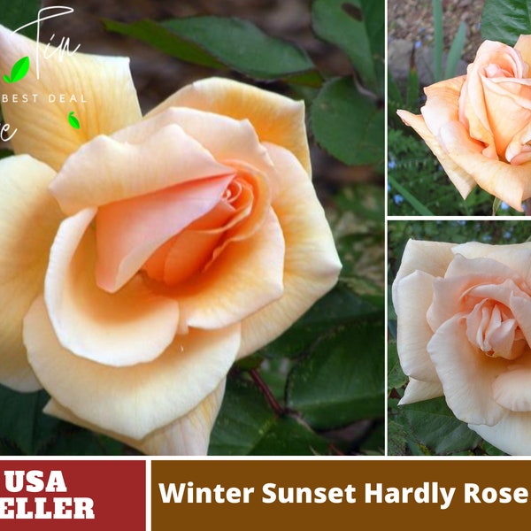 Orange Winter Sunset Hardly Rose Seeds- Perennial- Authentic -Flowers -Organic-Vegetable -Mix Seeds for Plant-B3G1 #1008.