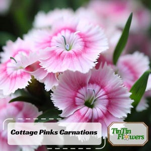Cottage Pinks Carnations - Dianthus Seeds - Open-Pollinated - Organic - Heirloom - Flower Seeds - Mix Seeds to Plant - .#ca33