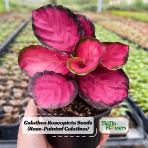 Calathea Roseopicta Painted - Etsy