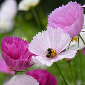May include: A cluster of cosmos flowers in shades of vibrant magenta and soft pale pink. A fuzzy bumblebee with black and yellow stripes is perched on the yellow center of a light pink blossom, surrounded by green stems and blurred white petals.