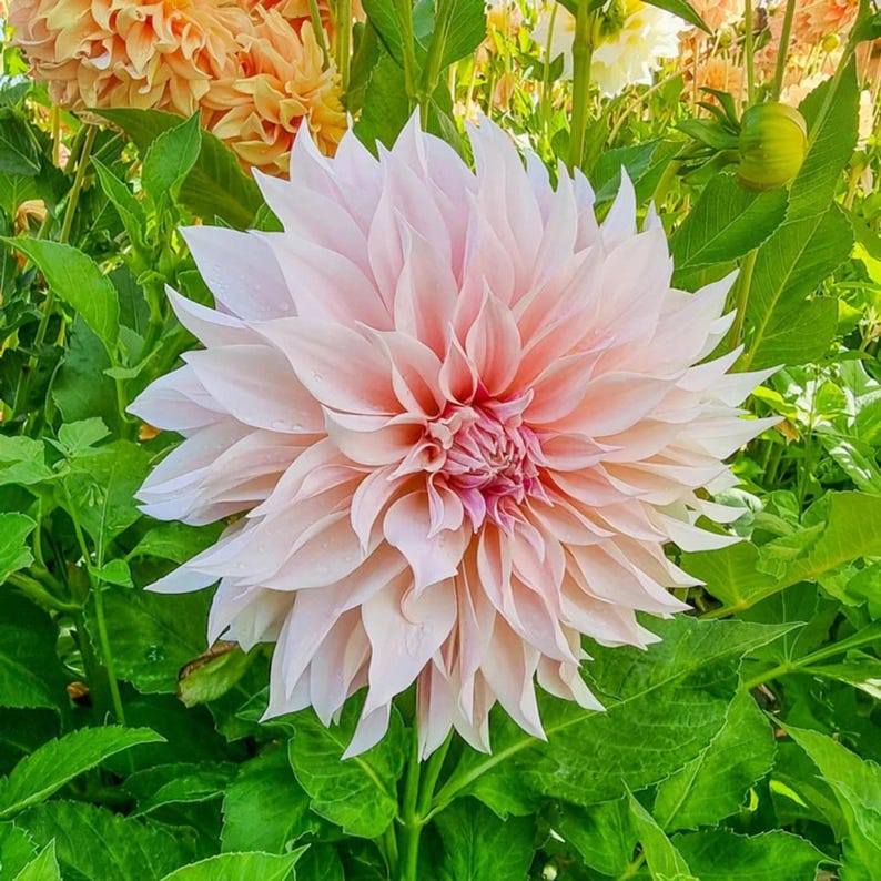 TinTinTinFlowers Café Au Lait Dahlia Seeds - Thumbnail 2