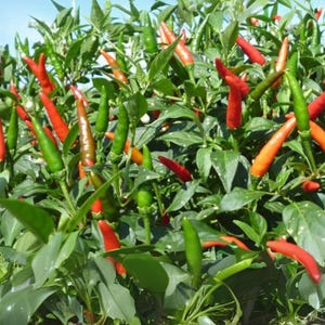 Semillas de chile picante Bird’s Eye – Variedad tailandesa picante – Capsicum frutescens – Picante tradicional – 35 semillas – Sin OMG – 6039 imagen 18