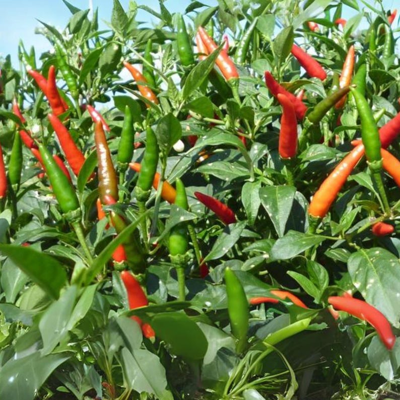 Semillas de chile picante Bird’s Eye – Variedad tailandesa picante – Capsicum frutescens – Picante tradicional – 35 semillas – Sin OMG – 6039 imagen 18