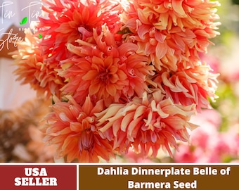 Giant Dinnerplate Dahlia Belle  Seeds - Perennial -Authentic Seeds-Flowers -Organic.Non GMO-Mix Seeds for Plant-B3G1#D036.