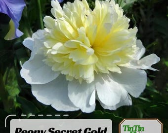 PEONEY様 Yellow Crown Peony: Jung Seed Company