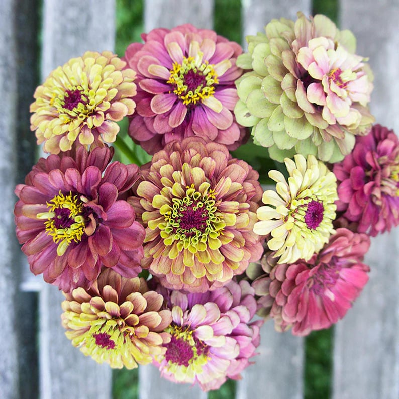 Queen Red Lime Zinnia Seeds | Open-Pollinated, (30 Seeds) image 14