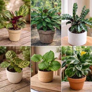 May include: A collection of six potted Calathea plants, showcasing various leaf patterns and colors. The plants are in different pots, including terracotta, ceramic, and woven containers. The leaves display shades of green, with some featuring stripes and patterns.