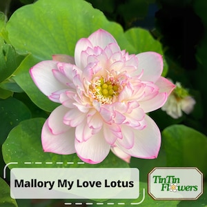5+ Rare Seeds| Mallory My Love Lotus Seeds - Indian Lotus (Nelumbo nucifera) Seeds - Cold Resistant – Water Plant Seeds - Perennial #Q036