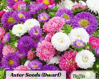 Colour Carpet Mix  (Dwarf) Aster Seeds - Callistephus Chinensis - Asteraceae-Seed for Flower Gardens & Pollinator Butterflies