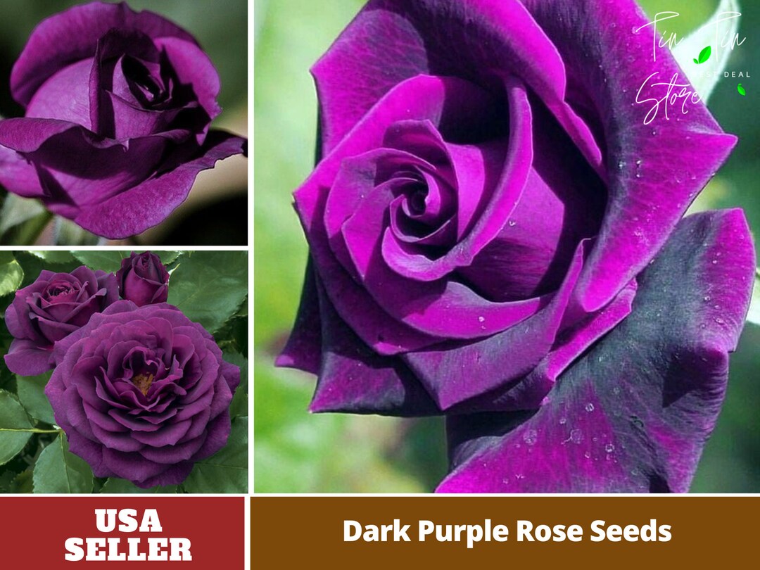30 Rare Seed Dark Purple Hybrid Tea Rose Seedsperennial Etsy