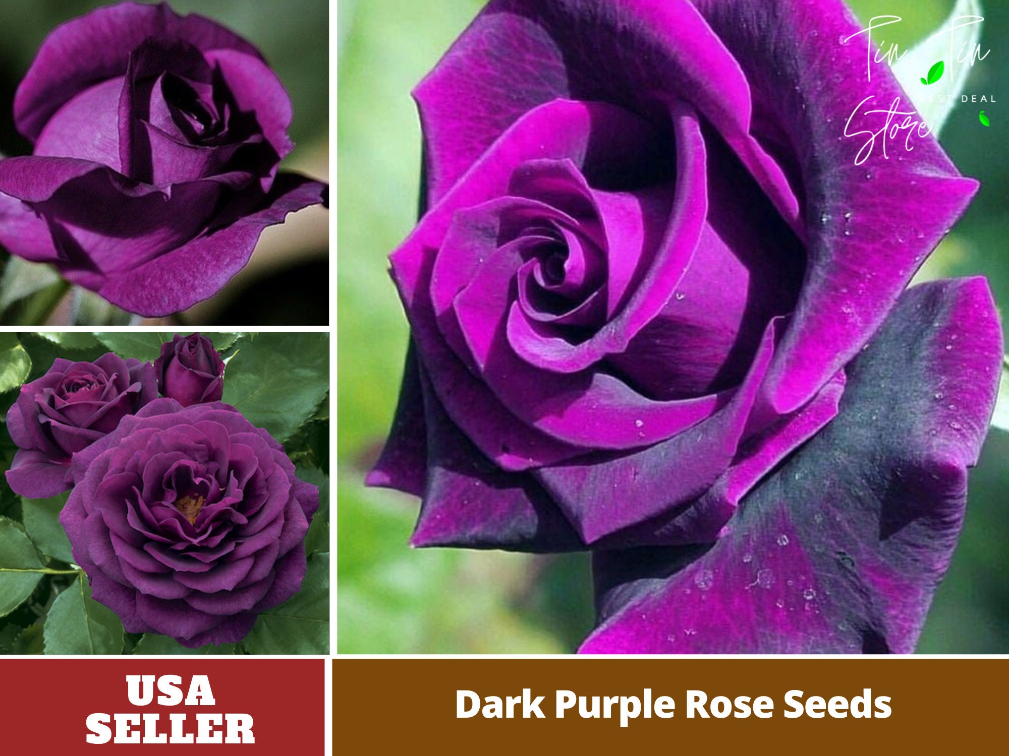 30 Rare Seed Dark Purple Hybrid Tea Rose Seedsperennial Etsy