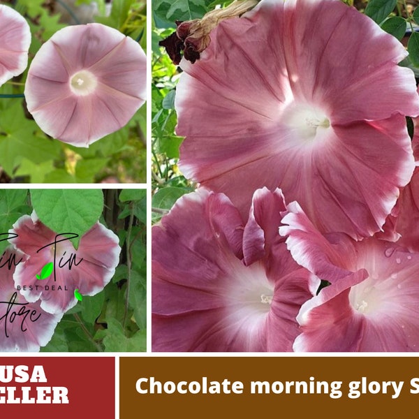 Chocolate Morning Glory Seeds-Authentic Seeds-Flowers seed-Organic -Herb seeds-Vegetable Seeds-Mix Seeds for Plant-B3G1 #F012