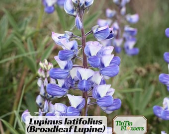 Lupinus latifolius (Broadleaf Lupine) Seeds - Bluebonnet- Lupin-Heirloom- Native Wildflower - Pollinator Friendly - Perennial