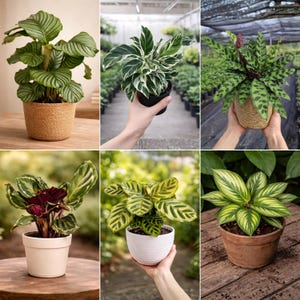 May include: A collection of six potted Calathea plants featuring diverse foliage patterns, including striped, variegated, and spotted leaves in shades of green, yellow, and deep purple, housed in various textured pots made of woven fiber, ceramic, and clay.