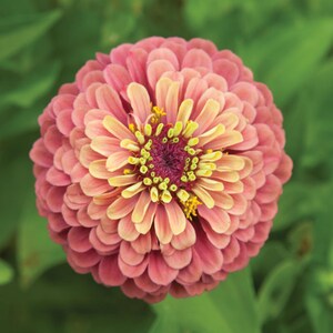 Queen Red Lime Zinnia Seeds | Open-Pollinated, (30 Seeds) image 11