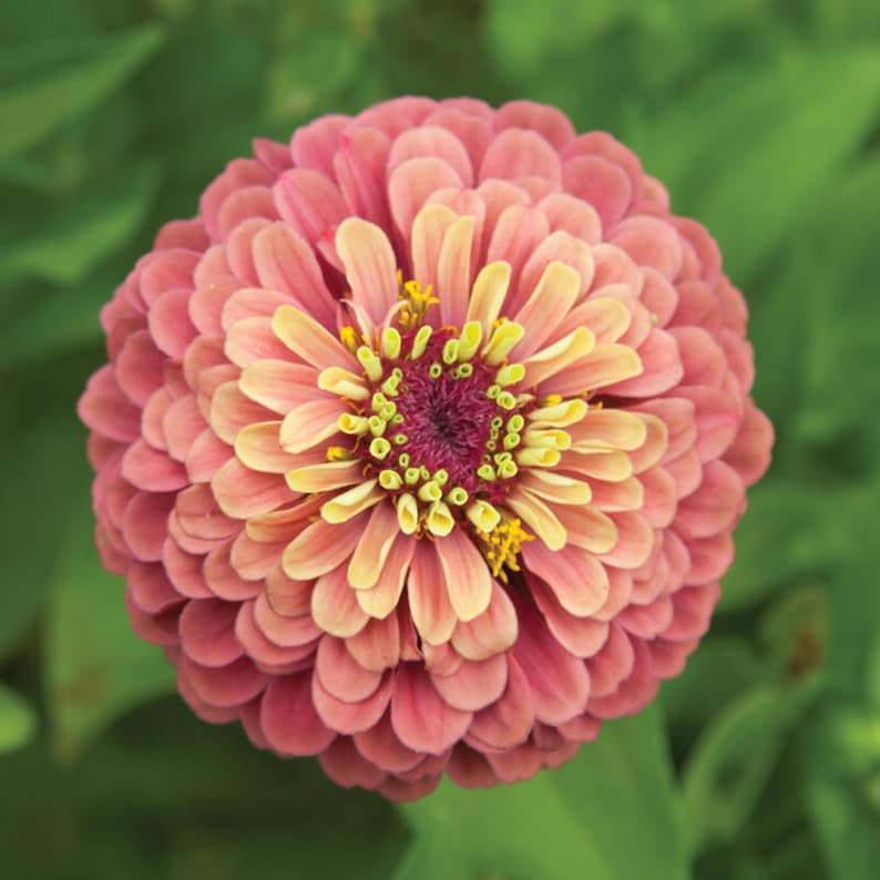 Queen Red Lime Zinnia Seeds | Open-Pollinated, (30 Seeds) image 11