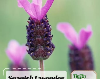 Spanish Lavender Seeds - Perennial - Authentic Seeds - Cold Resistant - Self-Pollinating