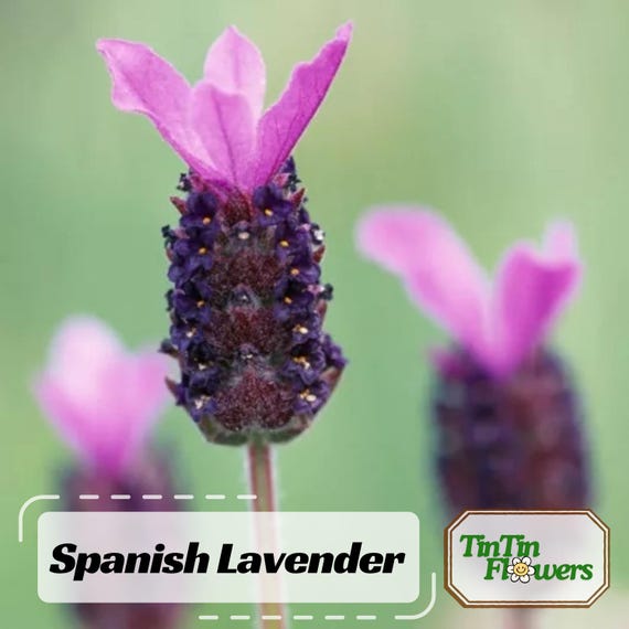 100+ Spanish Lavender Seeds - Perennial - Authentic Seeds - Cold Resistant - Self-Pollinating - Clumping - Plant In 3 Seasons - . #C004