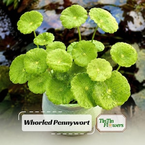 May include: A Whorled Pennywort plant with vibrant, round, light green leaves featuring visible water droplets, potted in a textured, pale green ceramic container. The text "Whorled Pennywort" and "TinTin Flowers" is printed on the image.