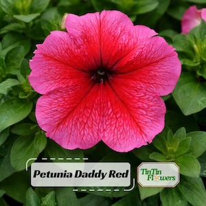 May include: A close-up of a vibrant Petunia Daddy Red flower. The petals are a gradient of pink to deep red, with intricate veining. The flower is surrounded by green leaves. The text "Petunia Daddy Red" is displayed on a white rectangle.