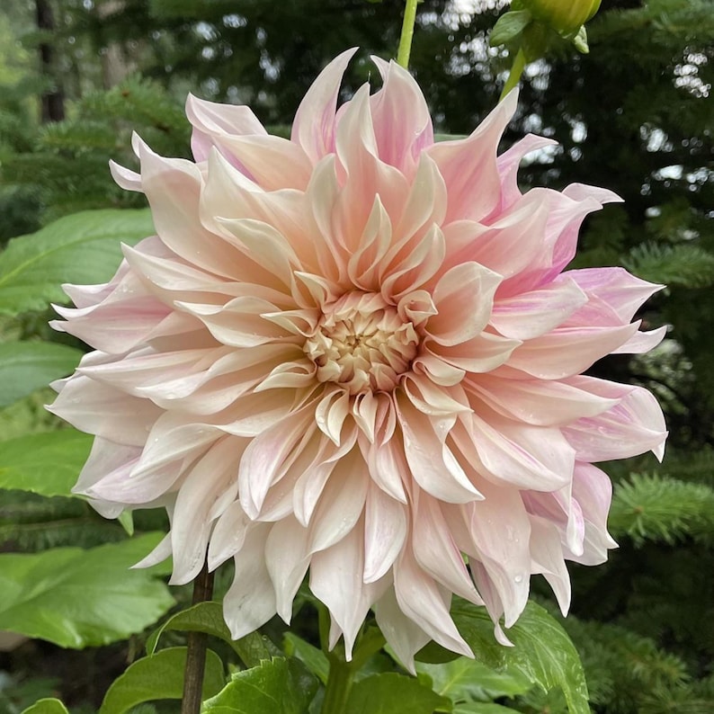 TinTinTinFlowers Café Au Lait Dahlia Seeds