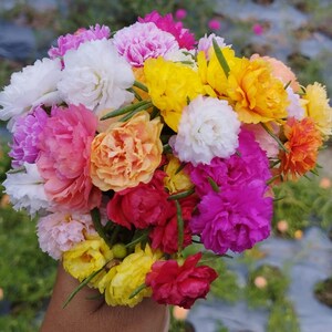 May include: A vibrant bouquet of colorful flowers, including white, pink, yellow, orange, and red blooms. The flowers are tightly clustered, showcasing a variety of textures and shades. The bouquet is held in a hand, with green stems visible.