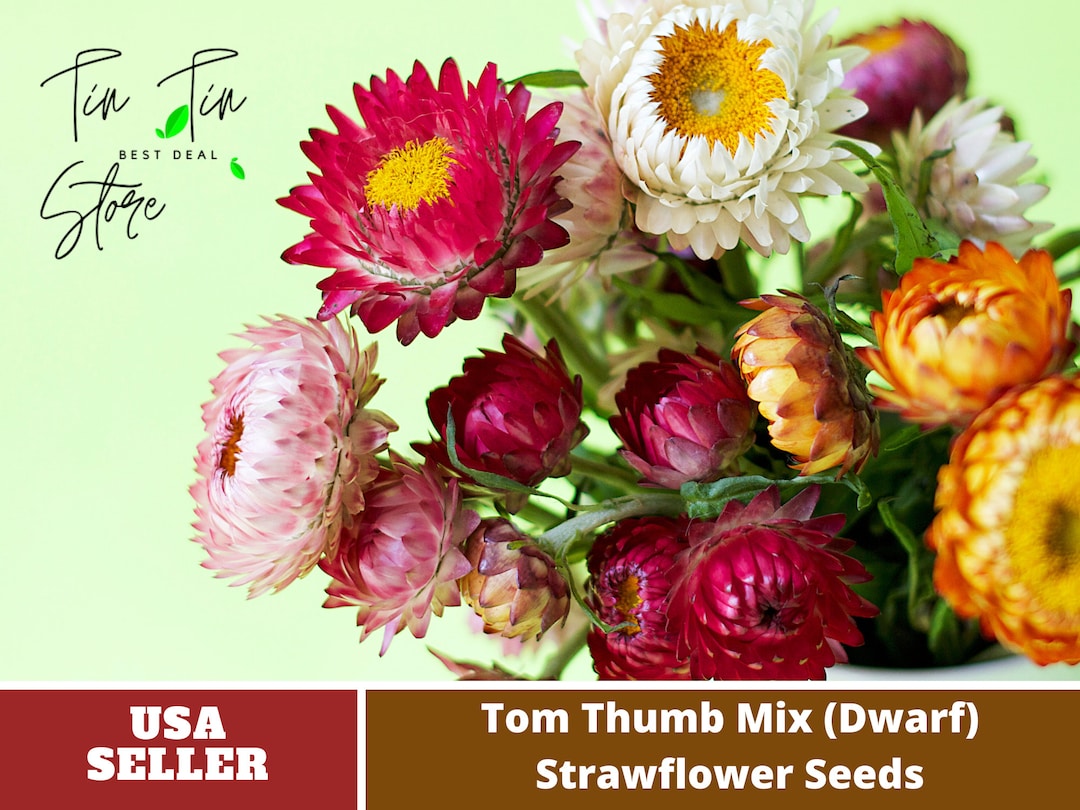 100 Seedsstrawflower dwarf Seedstom Thumb Mixperennial Etsy