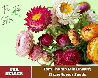 Strawflower (Dwarf) Seeds-Tom Thumb Mix-Perennial -Authentic Seeds-Flowers -Organic. Non GMO -Mix Seeds for Plant-B3G1 #K004