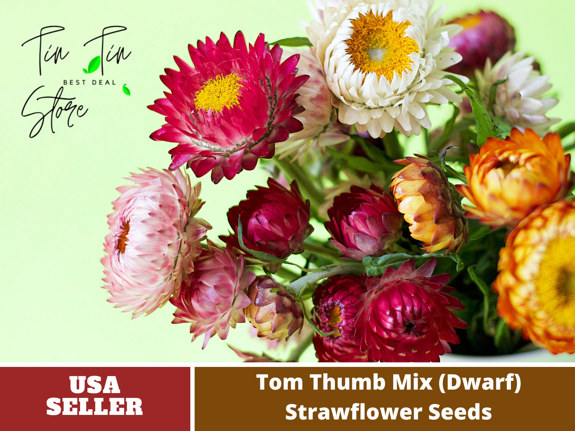 100 Seedsstrawflower dwarf Seedstom Thumb Mix Etsy