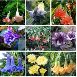 25 Trumpet Flower Collection Seeds -Mix Seeds-Perennial -Authentic Seeds-Self-Pollinating-Drought Resistant-Plant in 4 season-.#G007