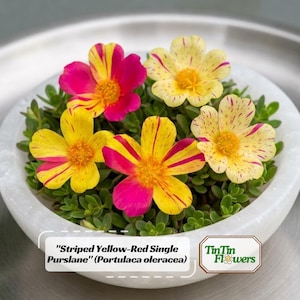 Striped Yellow Red Purslane Seeds - Portulaca oleracea - Bicolor Striped Blooms - Edible Heat Tolerant Ground Cover Succulent Plant