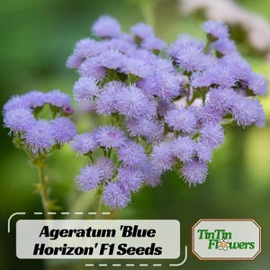 May include: Close-up of Ageratum 'Blue Horizon' F1 Seeds. The image showcases clusters of small, fluffy, light purple flowers. The flowers are in full bloom, with a soft, textured appearance. The background is a blurred green, highlighting the vibrant blooms.