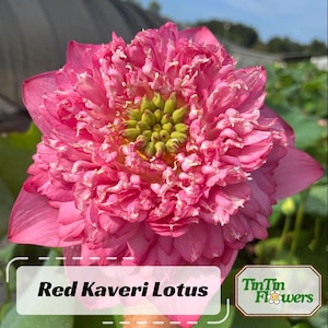 5 Rare Seeds| Red Kaveri Lotus Seeds - Indian Lotus (Nelumbo nucifera) Seeds - Water Plant Seeds- Aquatic Flower - Tropical Water Lily #Q002