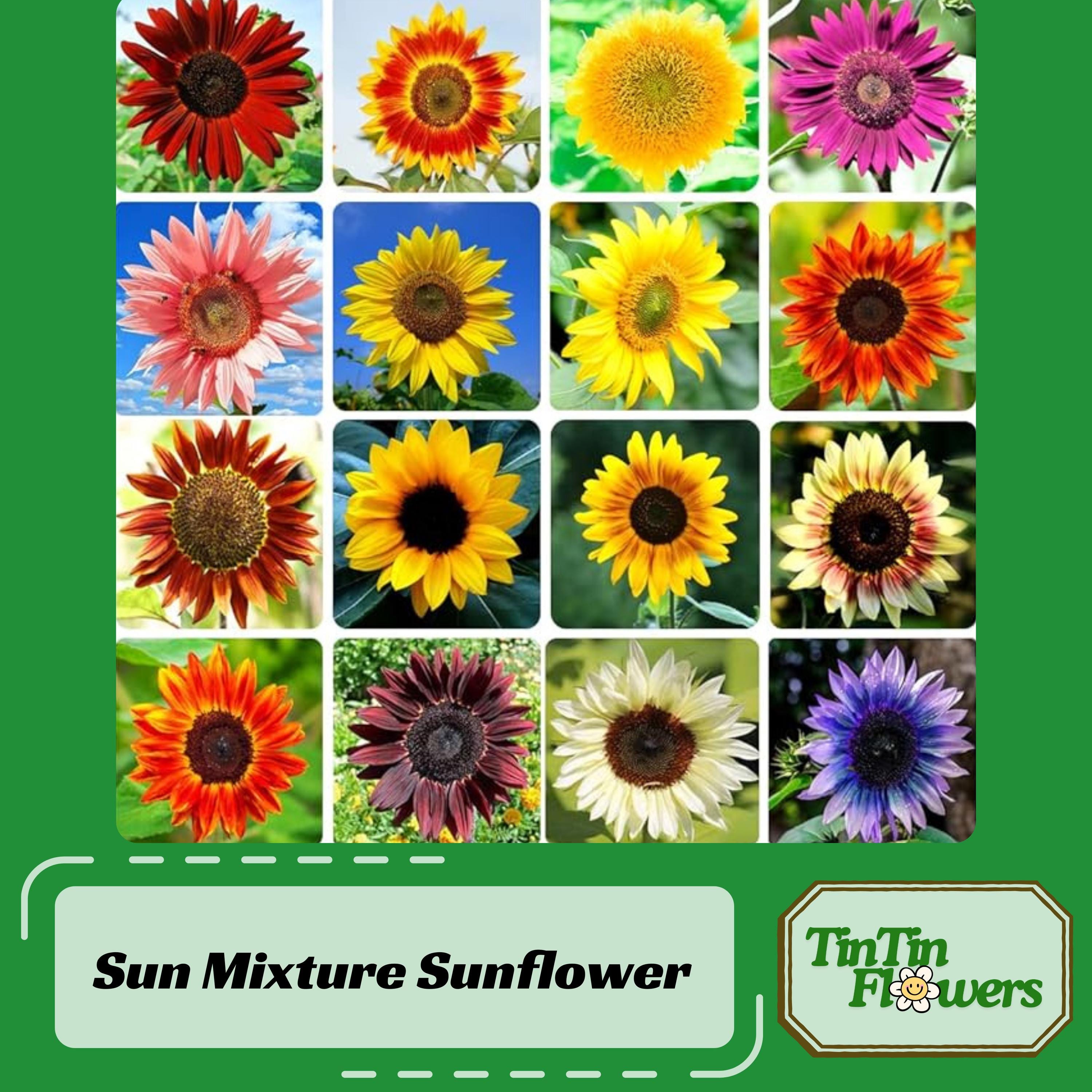 Mix Colors Sunflower Seeds for Planting in the Garden-helianthus Annuus -  Open-pollinated - - Heirloom - Mix Seeds - . #E001 - Etsy