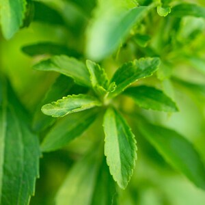 May include: Close-up of vibrant green stevia leaves, showcasing their textured surfaces and natural beauty. The image highlights the fresh, healthy appearance of the plant, with a soft focus background.