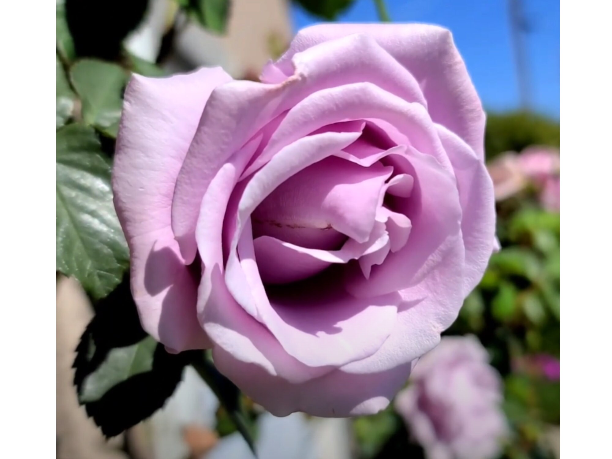 30 Seeds Hybrid Tea Blue Girl Rose Bush Flower Seeds Etsy