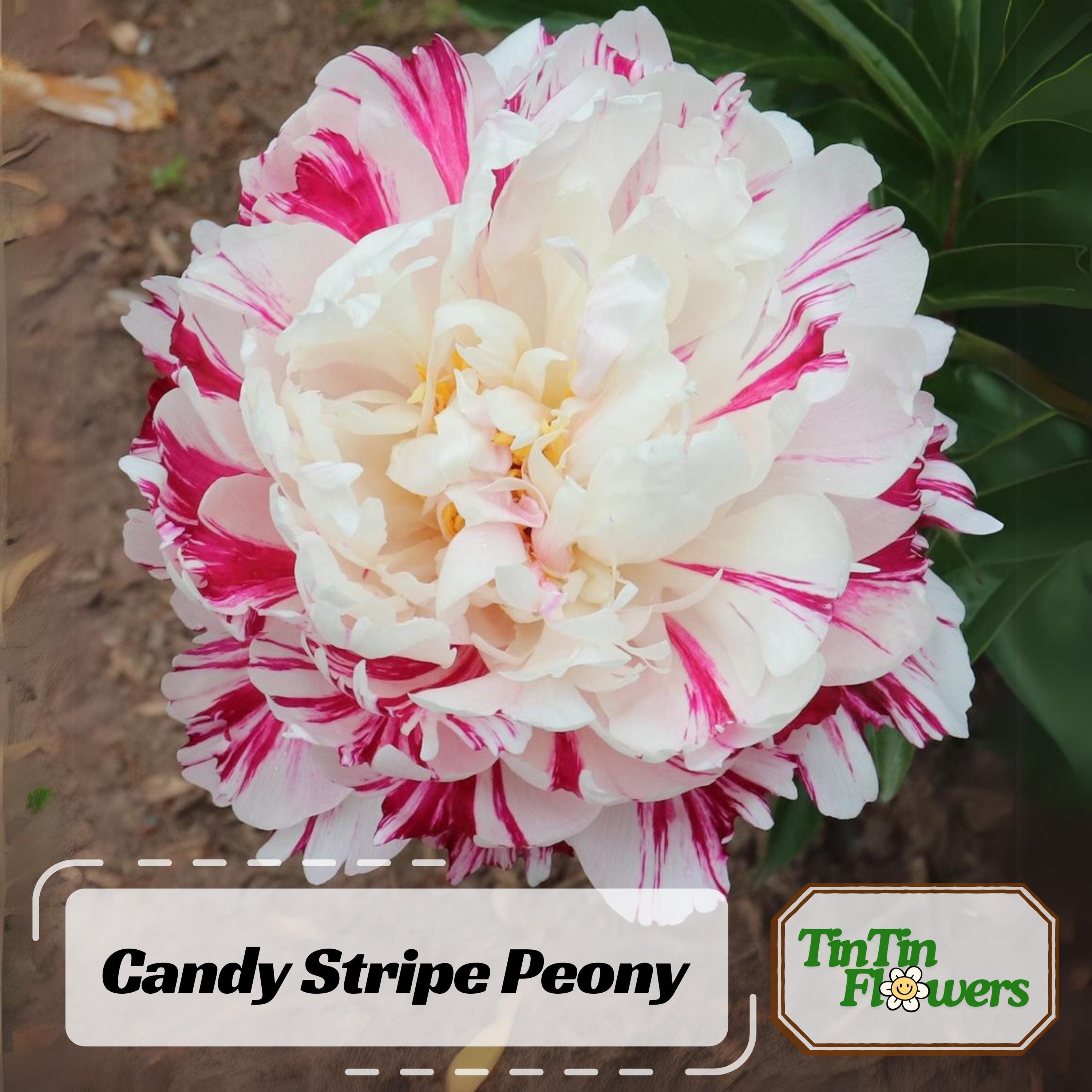 10s|candy Stripe Peony Seeds - Perennial - Paeonia - Attract