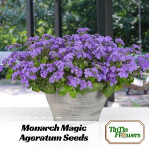 May include: A close-up of a potted plant with vibrant purple flowers. The plant is in a gray, textured pot. The text "Monarch Magic Ageratum Seeds" is displayed at the bottom. The logo for "TinTin Flowers" is also visible.