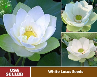 5+ Rare Seeds| White Lotus Seeds  - Indian Lotus (Nelumbo nucifera) Seeds - Flower Seeds -  #Q047