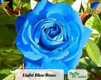 RARE Pink Blue ROSE Flower-gorgeous & Aromatic Plant -(2,10 ,20 or