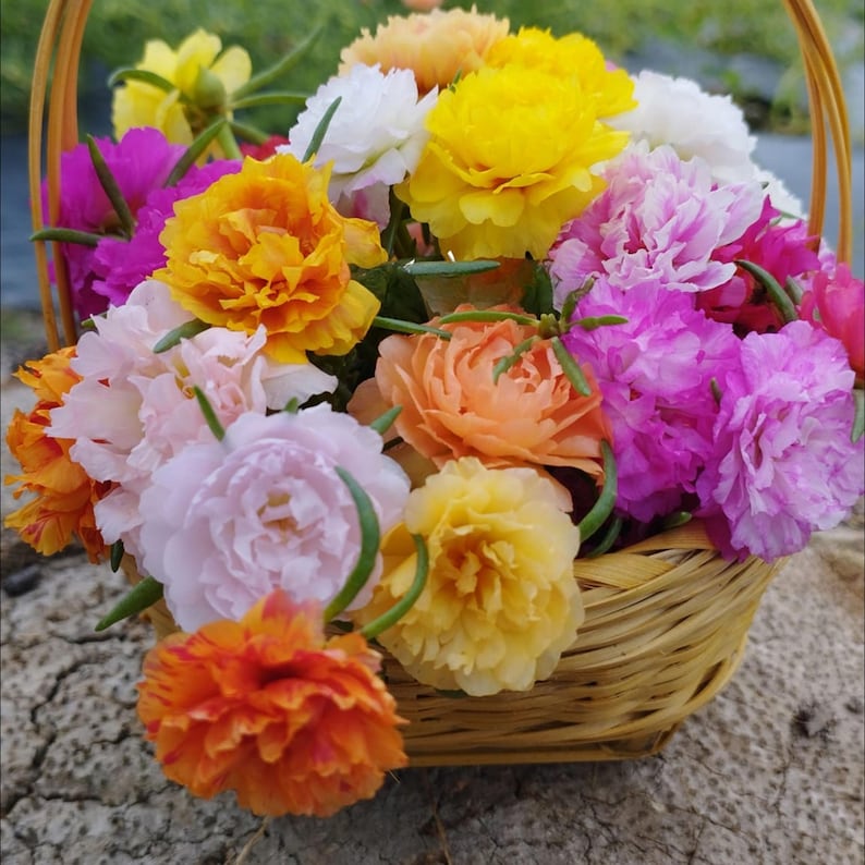May include: A wicker basket overflowing with a vibrant assortment of colorful flowers. The blooms display a spectrum of hues, including yellow, orange, pink, and purple. The flowers are in full bloom, creating a cheerful and lively display.