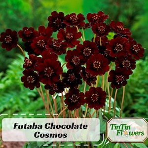 May include: A bouquet of deep burgundy red cosmos flowers with the text "Futabe Chocolate Cosmos" and "TinTin Flowers" on a white background.