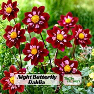 40+  Night Butterfly Dahlia Seeds - Pollinator Friendly- Open Pollinated - Heirloom -Flower Seeds - Mix Seeds to Plant - Non-GMO #D049