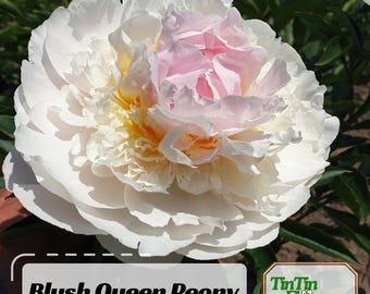 5 Peony Flower Seeds BW95000-143 - Etsy