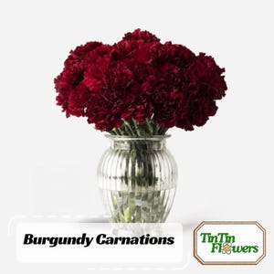 30 Seeds| Burgundy  Carnations - Dianthus Seeds - Container - Balcony Flowers -Cold & Drought Resistant -Hardy, Colorful Garden#ca8