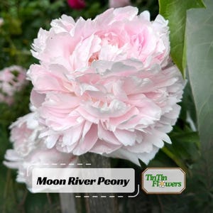 Moon River Peony Seeds -Paeonia - Attract butterflies - Open-Pollinated -  - Heirloom
