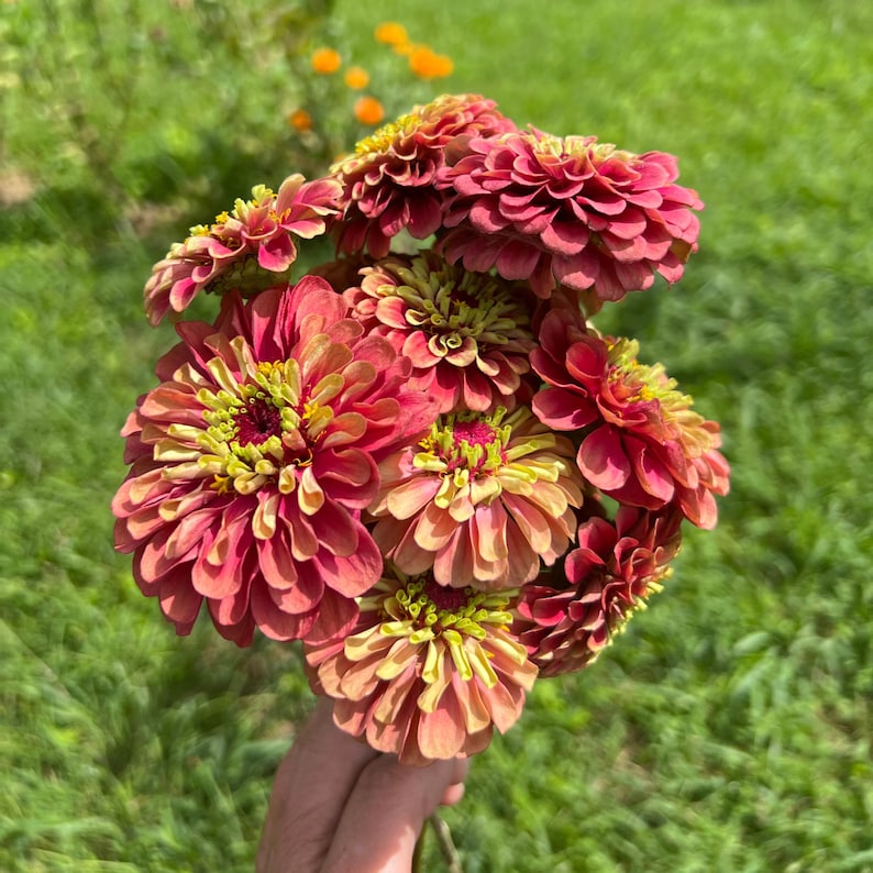 Queen Red Lime Zinnia Seeds | Open-Pollinated, (30 Seeds) image 7